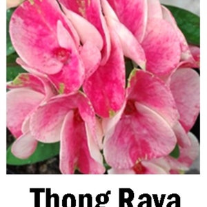 THONG RAYA**Crown Of Thorns-Euphorbia Milii**Christ Plant**Very Small Well Rooted Starter Plant**2-6 Inches Tall**Extremely Rare Variety