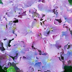 SPIKE~~Hydrangea Starter Plant~Blue,Pink or Purplish with frilly Ruffled Edges~~Bloom Color depends on soil chemistry! Please see all pics!