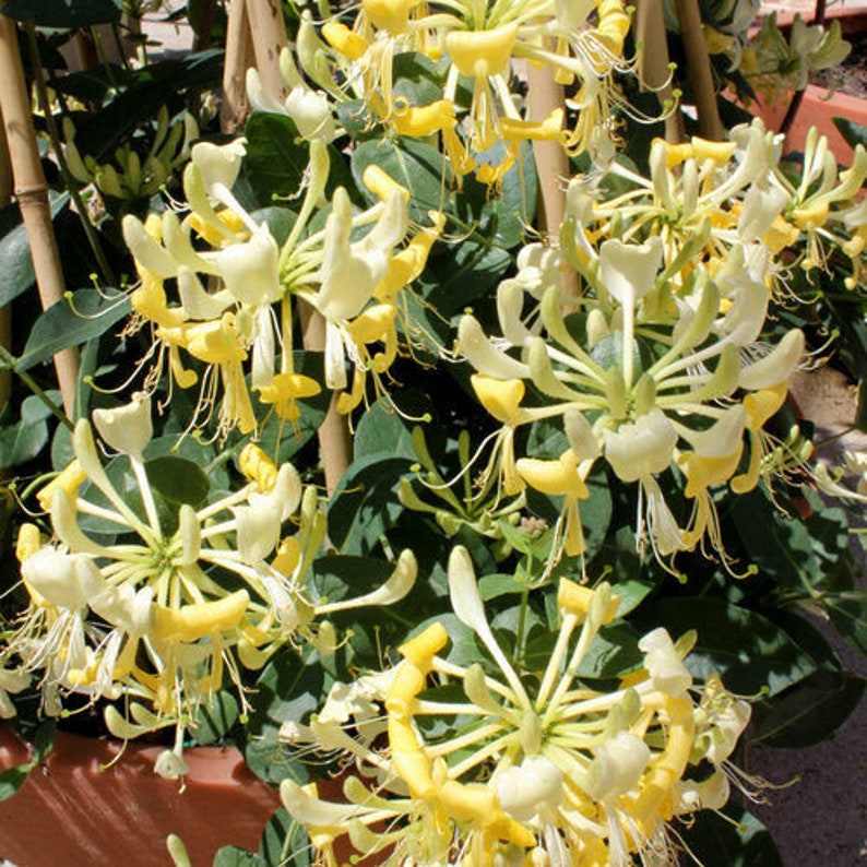 HopesTropicalFlowers Scentsation Honeysuckle Vine - Thumbnail 2