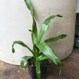 SMALL Live Aechmea Fasciata Bromeliad PlantAlso Called Silver Vase. Silver King or Urn Plant image 2