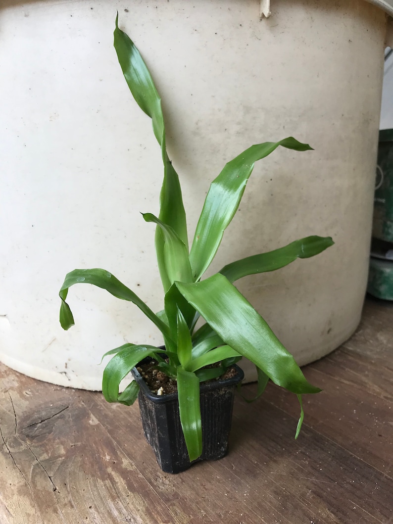 SMALL Live Aechmea Fasciata Bromeliad PlantAlso Called Silver Vase. Silver King or Urn Plant image 2