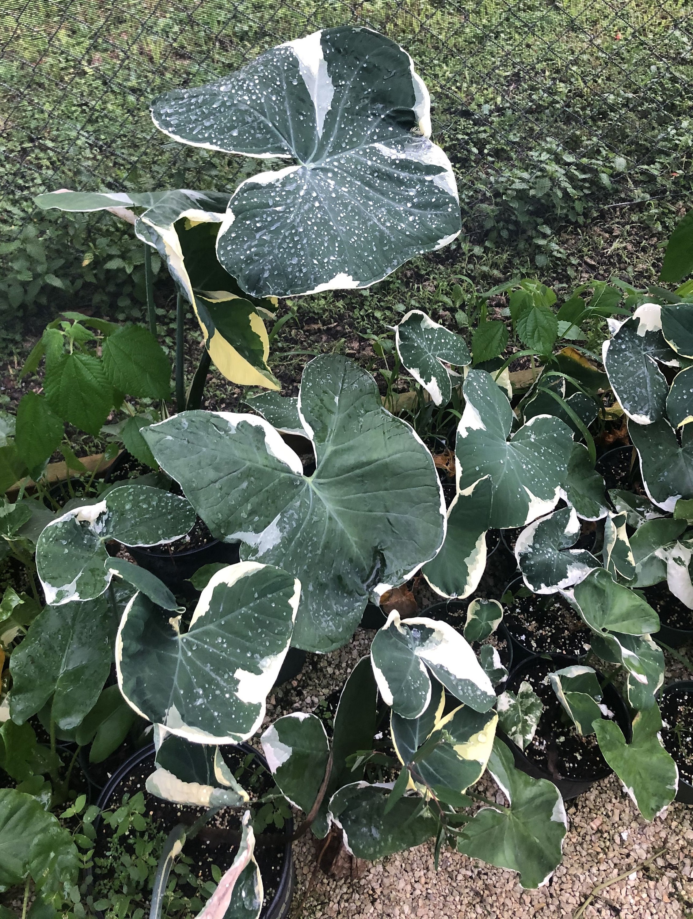 brazill philodendron Brasil Philodendron