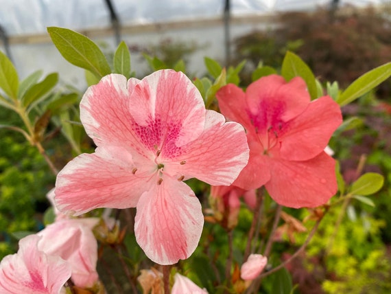 Cavendish~~azalea Rhododendron Starter Plant~~white & Pink~~pink