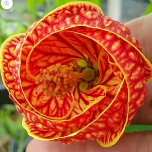 Tiger Eye Abutilon Flowering Maple SMALL ROOTED STARTER Plant~Unique Profuse Bloomer!