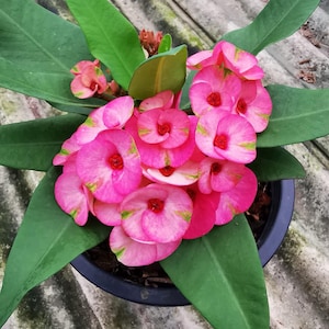 Siam Ruby**Crown Of Thorns-Euphorbia Milii*Christ Plant**Very Small Well Rooted Starter Plant*2-6 Inches Tall**Extremely Rare Variety
