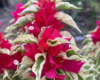 DRAGON FLAME~ Variegated Bougainvillea Small Well Rooted Starter Plant/Plug**Very Rare Japanese Variety!!! HTF