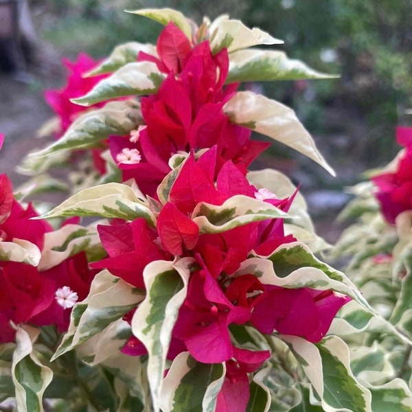 DRAGON FLAME~ Variegated Bougainvillea Small Well Rooted Starter Plant/Plug**Very Rare Japanese Variety!!! HTF