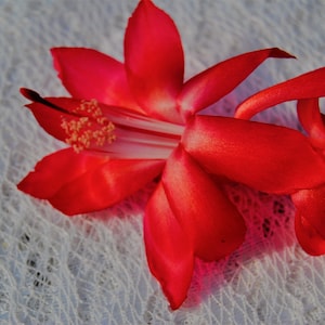 Big Red~Christmas Cactus Well Rooted Starter Plant~Schlumbergera Truncata~AKA Thanksgiving Cactus,Zygo Cactus,Holiday Cactus, etc