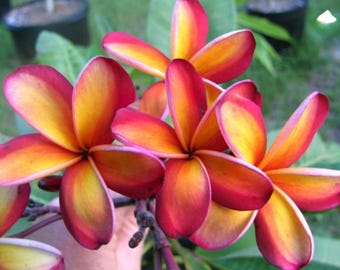 Intense Rainbow Plumeria Frangipani-Rooted & Grafted  Plant Ships bare root and leaves removed!