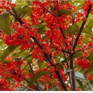 Beni Kin Mokusei Red Fragrant Sweet Tea Olive Osmanthus fragran Rooted Starter Plant~~Absolutely Delightful Fragrance!a