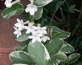 4" Pot ~~Madagascar Jasmine~~Stephanotis floribunda Variegated~~ROOTED STARTER PLANT~~Intensely Fragrant