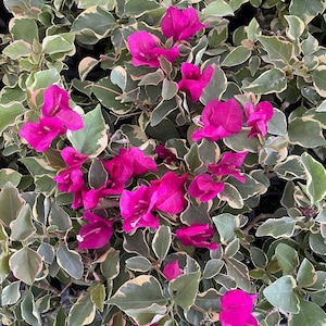 Claret Red Variegated Bougainvillea Small Well Rooted Starter Plant**