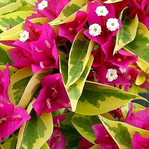 Pink Pixie Queen Bougainvillea Small Well Rooted Starter PlantSolid Hot Pink Blooms on Variegated Leaves image 1