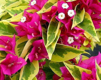 Pink Pixie Queen Bougainvillea Small Well Rooted Starter Plant**Solid Hot Pink Blooms on Variegated Leaves