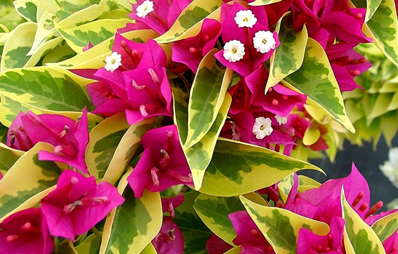 Pink Pixie Queen Bougainvillea Small Well Rooted Starter PlantSolid Hot Pink Blooms on Variegated Leaves image 1