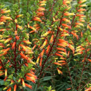 CANDY CORN**Cuphea Melvilla Starter Plant**Attracts Hummingbirds & Butterflies
