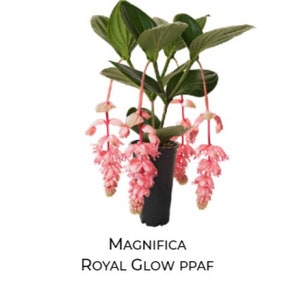 Royal Glow Magnifica Medinilla Plant~~Live Well Rooted Starter Plant~ Gorgeous Pendulous Pink Blooms~