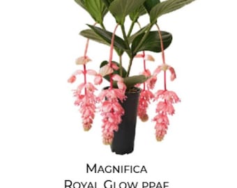 Royal Glow Magnifica Medinilla Plant~~Live Well Rooted Starter Plant~ Gorgeous Pendulous Pink Blooms~