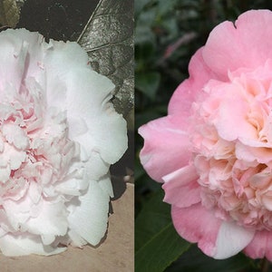 LOOK AGAIN**Camellia Japonica-Live Well Rooted Starter Plant--Is It Pink or White or Both???Very Rare!