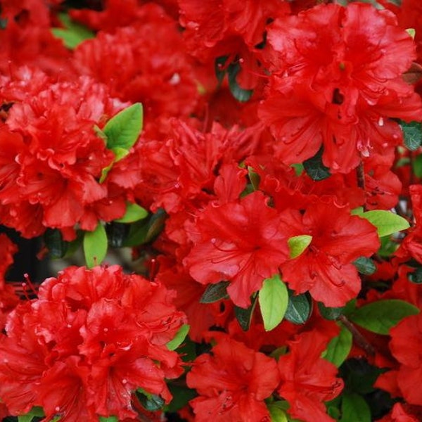GIRARD HOTSHOT~~Deciduous Azalea Rhododendron~~SMALL Rooted Starter Plant~~Read All Information & See All Pictures
