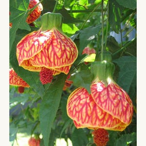 May include: Close-up of a red and yellow flower with a green stem. The flower is called "Abutilon 'Tiger Eye'".