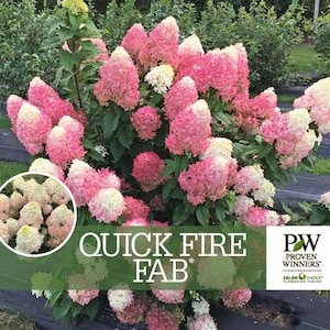 QUICK FIRE FAB~~Hydrangea Starter Plant~Blooms from Snow White to Raspberry! Blooms open white & flush to raspberry red/pink as it ages!