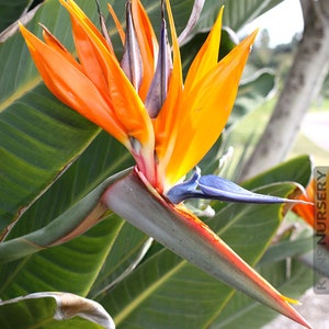 Orange Bird of Paradise~~Strelitzia Reginae~~10-12 inch tall ROOTED STARTER PLANT~~Unique & Rare!