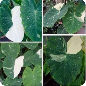 Elepaio - Colocasia esculenta- Elephant Ear - SMALL Rooted STARTER Plant- Beautiful Variegated Leaves! Very Rare!