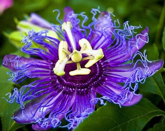 MAYPOP PASSIFLORA Passion Vine~~Small Rooted Starter Plant~~Passiflora Incarnata~~Butterfly Heaven!!!