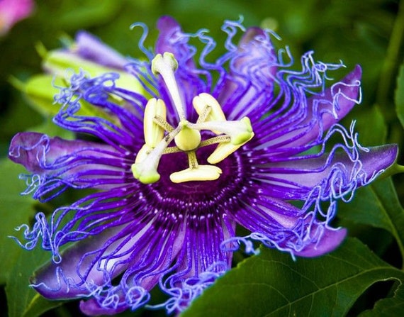 MAYPOP PASSIFLORA Passion Vine~~Small Rooted Starter Plant~~Passiflora Incarnata~~Butterfly Heaven!!!
