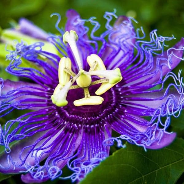 MAYPOP PASSIFLORA Passion Vine~~Small Rooted Starter Plant~~Passiflora Incarnata~~Butterfly Heaven!!!