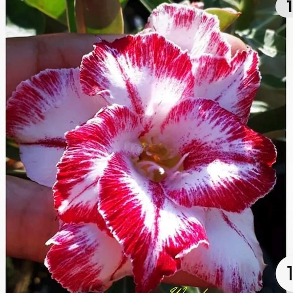 Wonder ~ Desert Rose Adenium Obesum SMALL Rooted Seedling Plant FOLIAGE REMOVED for shipping! Ships bare root