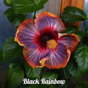 BLACK RAINBOWSMALL Rooted Tropical Hibiscus Starter PlantShips Bare RootVery Rare image 5