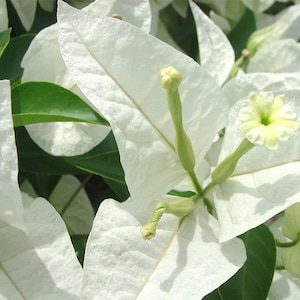 Rinjstar White Bougainvillea Small Well Rooted Starter Plant**Solid White Blooms!