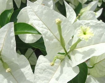 Rinjstar White Bougainvillea Small Well Rooted Starter Plant**Solid White Blooms!