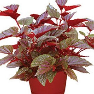Angelwing Begonia Benigo Pink Well Rooted Starter PlantThe Older the Leaves Get the More Pink Comes Out image 1