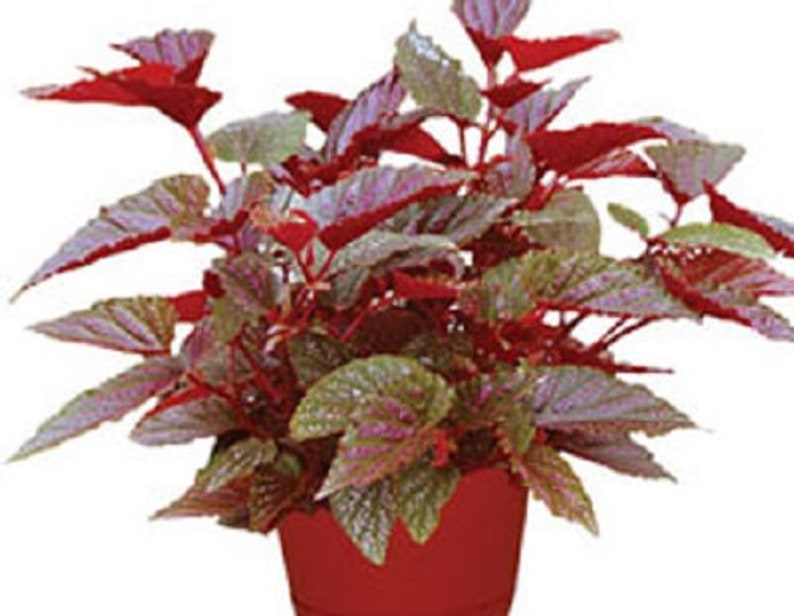 Angelwing Begonia Benigo Pink Well Rooted Starter PlantThe Older the Leaves Get the More Pink Comes Out image 1