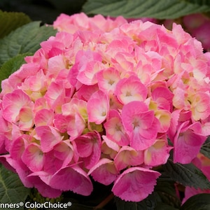 Let&#39;s Dance Can Do~~Hydrangea Starter Plant~~Periwinkle, Violet to Bright Pink! Bloom color depends on soil chemistry it grows in!
