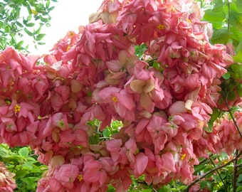 Double Pink Mussaenda STARTER Plant AKA The Tropical Dogwood Plant~~Extremely Rare Plant