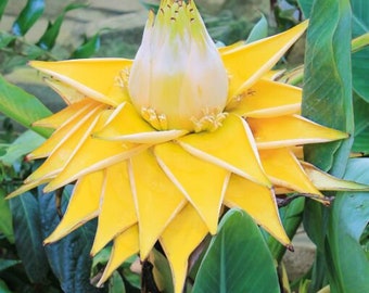 Chinese Dwarf Yellow Banana/Golden Lotus Musella lasiocarpa- Live STARTER  Plant - Etsy.de