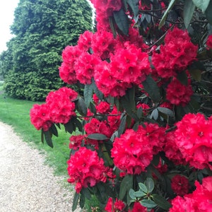 Jean Marie de Montague~Rhododendron~Large Rooted Plant~Blood Red Ruffled Blooms! MAY BE DORMANT!
