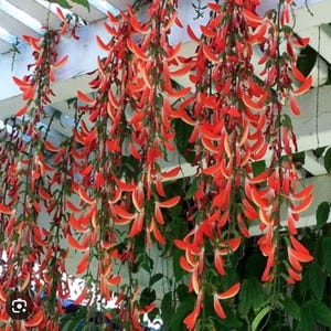 May include: Vibrant red flowers with a unique shape cascade downwards, creating a striking visual display. The flowers are set against a backdrop of green foliage and a white pergola, adding contrast and depth to the scene. The overall theme is nature and floral.