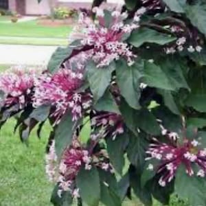 May include: A close-up of a bush with dark green leaves and clusters of small, pink flowers.