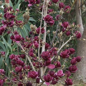 May include: A close-up of a tree with numerous deep burgundy magnolia flowers in full bloom. The flowers have a velvety texture and are accented with white edges. The tree's branches are slender, and the background features green foliage.