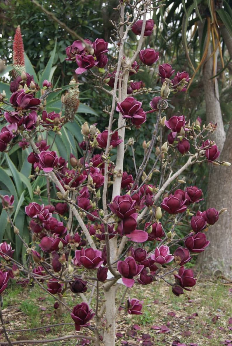 May include: A close-up of a tree with numerous deep burgundy magnolia flowers in full bloom. The flowers have a velvety texture and are accented with white edges. The tree's branches are slender, and the background features green foliage.