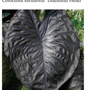Diamond Head - Colocasia esculenta- Elephant Ear - SMALL ROOTED STARTER Plant-Beautiful