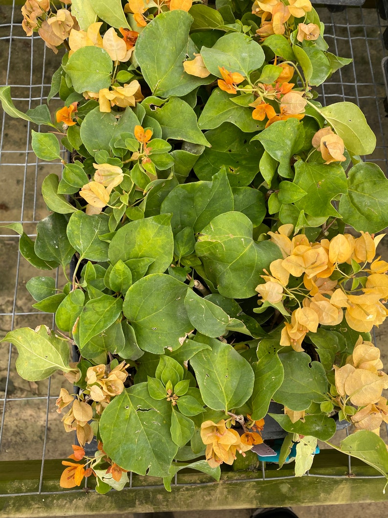 Topaz Gold Bougainvillea Small Well Rooted Starter PlantLive Bougainvillea starter/plug plantusa seller image 4