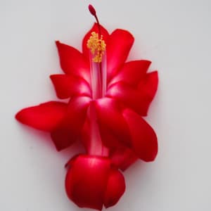 Lipstick~Christmas Cactus Well Rooted Starter Plant~Schlumbergera Truncata~AKA Thanksgiving Cactus,Zygo Cactus,Holiday Cactus, etc
