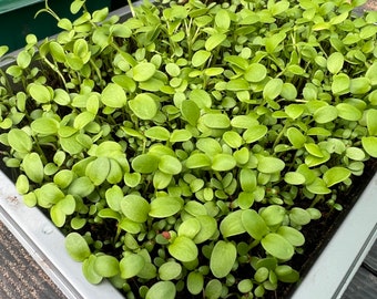 clover seeds kit grow your own tortoise/pet food white red clover seed