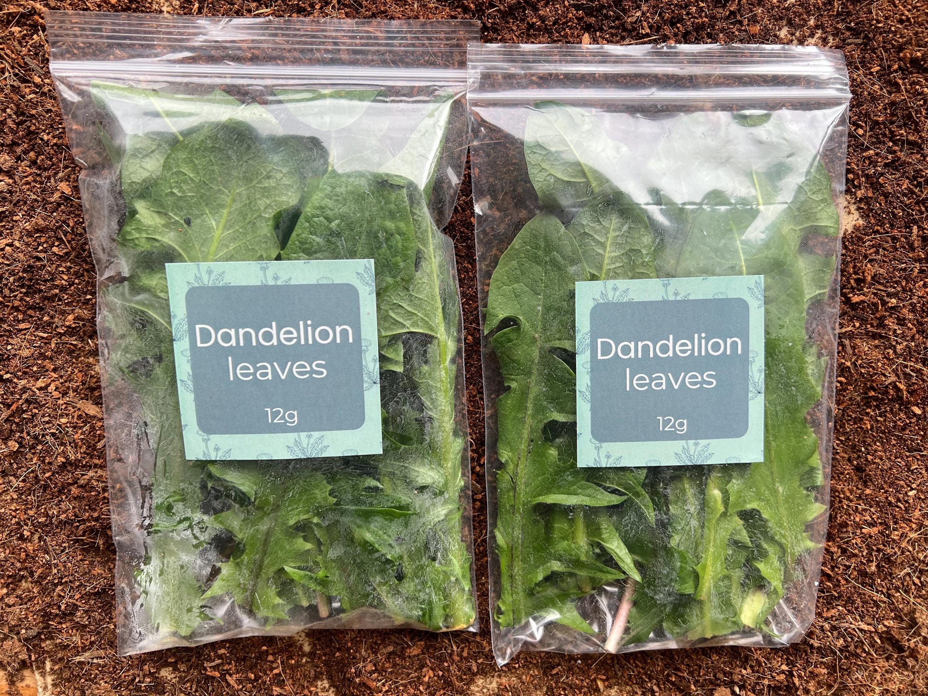 Fresh Dandelion Leaves for Tortoises & Herbivore Pets Natural Fresh Dandelion Leaves for Tortoises & Herbivore Pets Natural